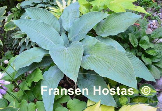 Hosta Tidewater